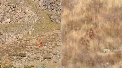 Is that Bigfoot? US couple captures video of mythical creature strolling in Colorado hills