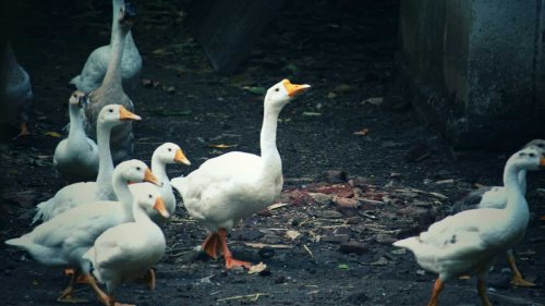 Bird flu outbreak reported in ducks in India's Kerala, authorities say not to panic