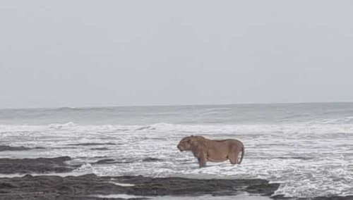 When fiction becomes reality: Photo of Asiatic lion standing on Arabian Sea shore goes viral