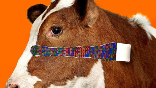 The hunt for the master cow that will feed the world