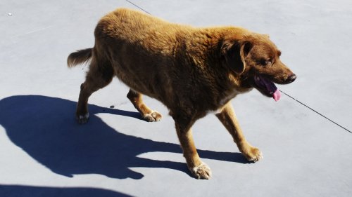 Was Bobi the World’s Oldest Dog—or a Fraud?
