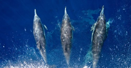 Pandemic Quiet Is Helping Humans Eavesdrop on Rare Dolphins