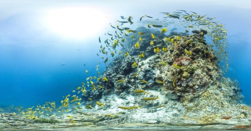 Interactive Coral Reef Panoramas Will Make You Hate Your Landlubbing Life