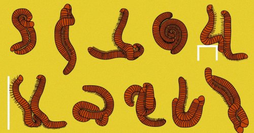Does a Millipede Have a Penis? Well ... Define 'Penis'