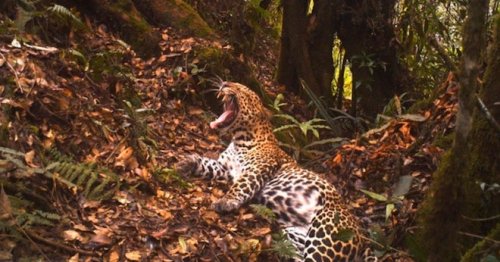 Camera Traps Capture Rare and Beautiful Javan Leopards