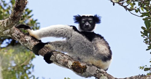 These Lemurs Have Got Rhythm. Scientists Have Got Questions
