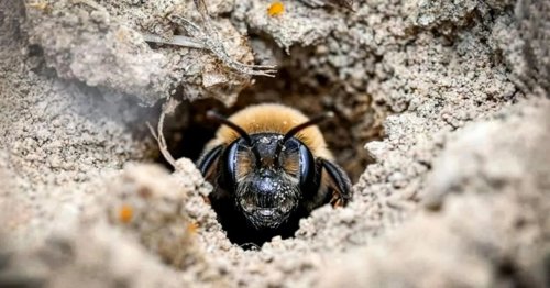Millions of bees have thrived under a New York cemetery for more than a century
