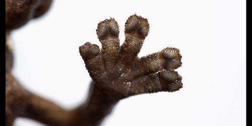 Blood-Squirting Lizards and More Awesome Reptiles and Amphibians