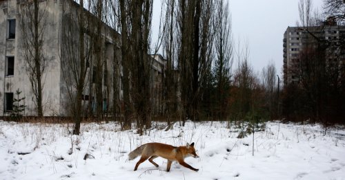 The Chernobyl Disaster May Have Also Built a Paradise