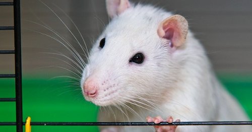 Rats Regret Making the Wrong Decision