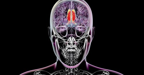 Scientists Think They’ve Found the Region of the Brain That Regulates Conscious Perception