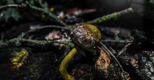 All Hail the Blob, the Smart Slime Mold Confounding Science