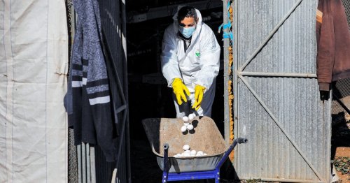 Bird Flu Is Back in the US. No One Knows What Comes Next
