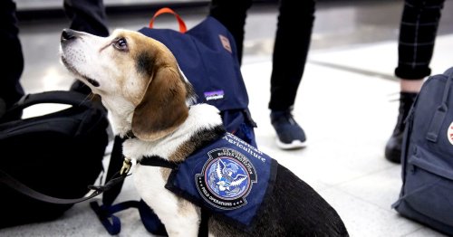 DOGE’s Cuts at the USDA Could Cause US Grocery Prices to Rise and Invasive Species to Spread