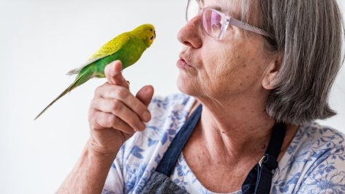 Por fin sabemos por qué los pericos hablan