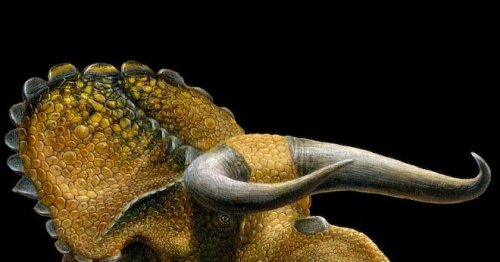 Bizarre Horn-Faced Dinosaur Discovered in Utah