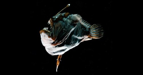 The Anglerfish Deleted Its Immune System to Fuse With Its Mate