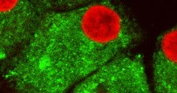 RNA's Secret Life Outside the Cell