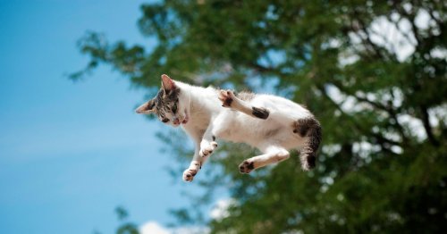 A New Study Details How Cats Almost Always Land on Their Feet