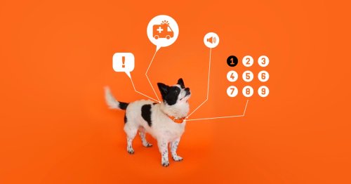 The Tech Helping Dogs Learn to 'Talk' With Humans