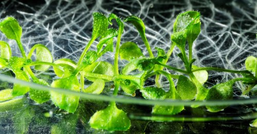 Climate Change Breaks Plant Immune Systems. Can They Be Rebooted?