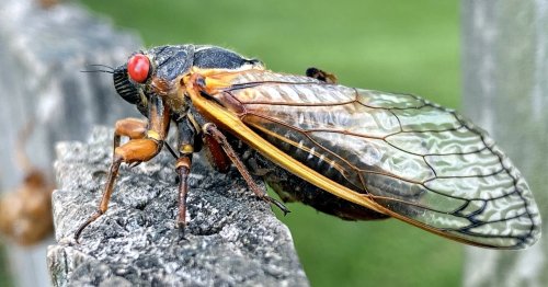 The Earth Will Feast on Dead Cicadas