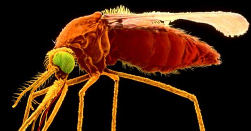 Preventing Malaria by Protecting Mosquitoes
