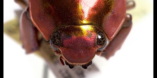 Insect Extravaganza! Poo-Eating Beetles, Transparent Butterflies, and More
