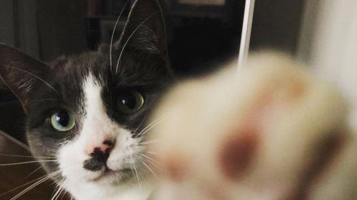 Cómo proteger a tus gatos y otras mascotas de la gripe aviar