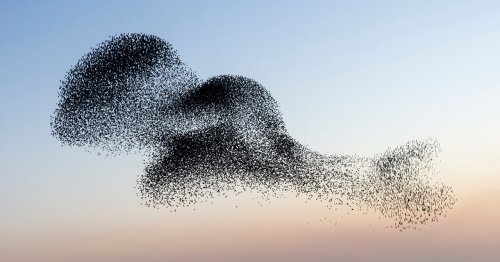 Stunning Images of Starlings in Flight
