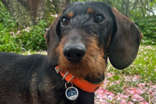 Wie hoch die Hundesteuer ist, wer sie zahlen muss und was es zu beachten gibt