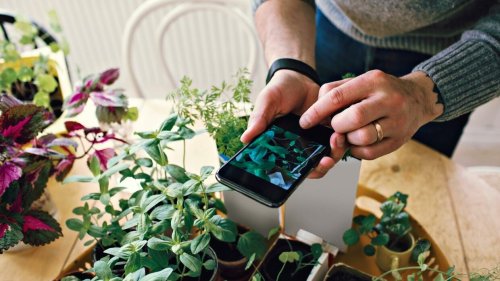 Jüngere Verbraucher greifen vermehrt zu Smart-Gardening-Technologie