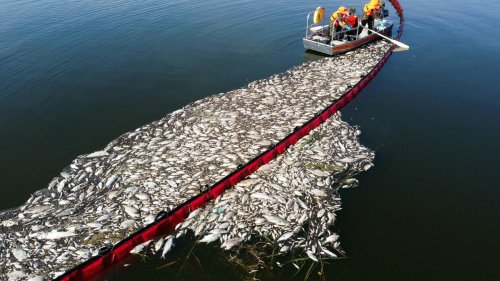  Ursache für massives Fische sterben unklar – Lemke vereinbart Zusammenarbeit mit Polen