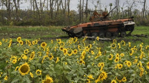  Ukraine liefert mehr Sonnenblumenöl als vor dem Krieg
