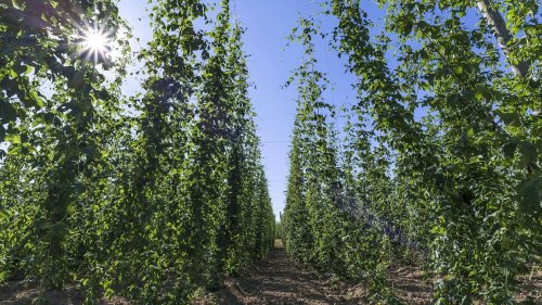 Bierbrauer fürchten das Aus für traditionelle Hopfensorten