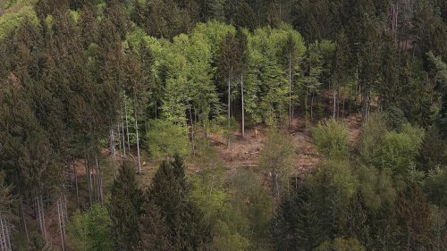  Mit Drone und KI gegen das Waldsterben