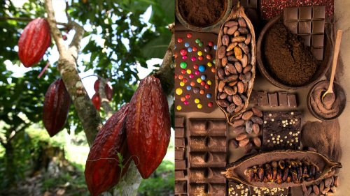  Die Mär vom teuren Kakao