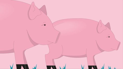  Deutschlands Markt für Schweinefleisch in Grafiken
