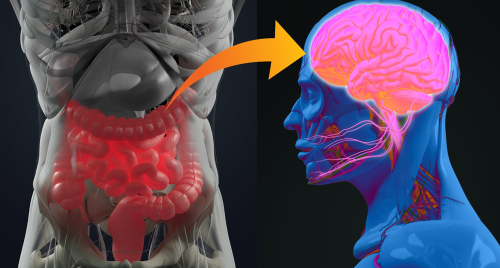 How the gut microbiome could potentially reverse brain aging