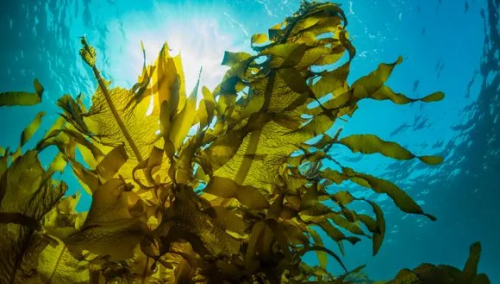 'Super seaweed' key to cancer, diabetes and inflammation treatment