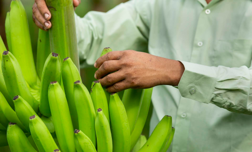 Green bananas can reduce cancers by more than 60% and prevent recurrence, study finds