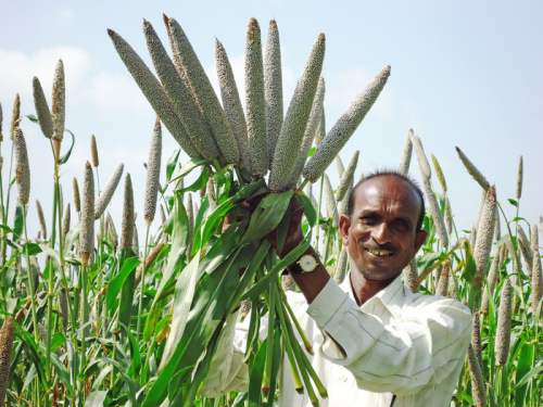 Millet based diet can lower risk of type 2 diabetes and help manage blood glucose levels