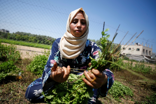 Powering the local economy, Gaza women create cosmetics from local herbs