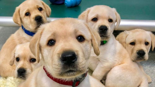 Researchers discover a simple way to extend your dog's life