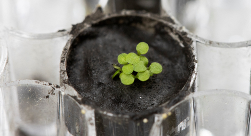 Lunar first: Scientists grow plants in soil from the Moon