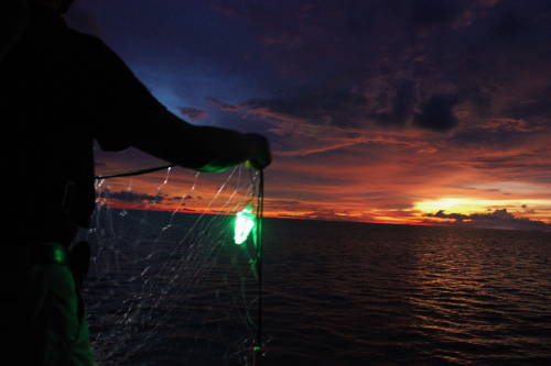 Lighted nets shown to dramatically reduce wildlife bycatch while making fishing more efficient
