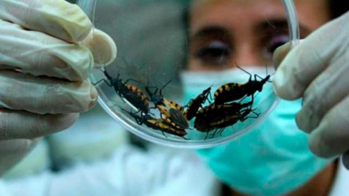 Researchers create the first-ever medication to treat Chagas disease