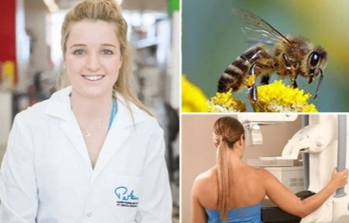 Breast cancer cure found in honeybee venom