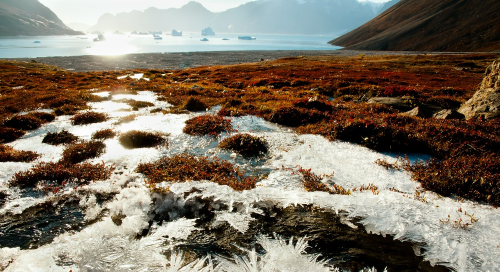 Arctic vegetation has a major impact on warming