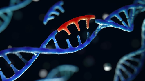 Researchers turn on and off genes using CRISPR